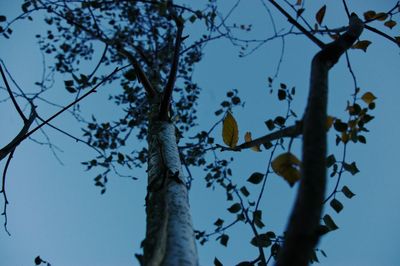 Low angle view of tree against blue sky