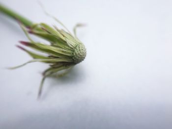 Close-up of leaf over white background