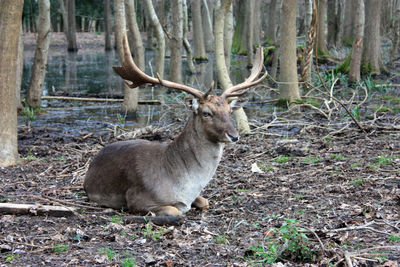 Deer in a forest