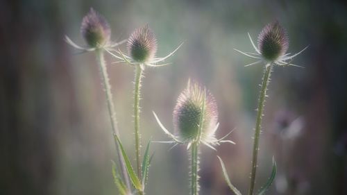 Close-up of thistle