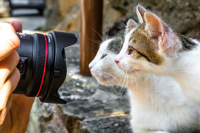 Cropped hand photographing kittens with camera amidst plants