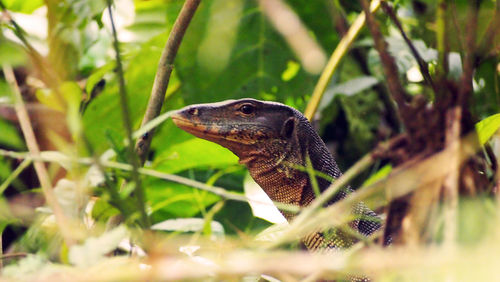 Close-up of lizard on tree