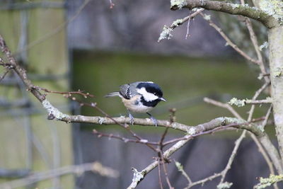 Close-up of bird perching on branch