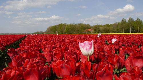 Close-up of red tulips on field with one pink tulip against sky