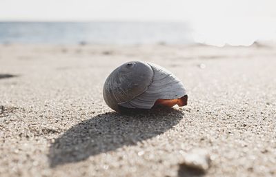 Surface level of beach