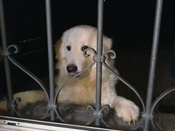 Portrait of dog in cage