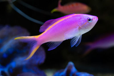 Close-up of fish swimming in sea