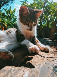 Close-up portrait of a cat