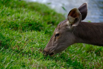 Sambar Deer