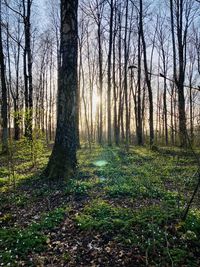 Trees growing in forest