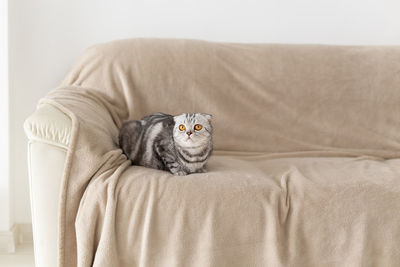 Portrait of cat sitting on sofa at home