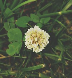 Close-up of white flower blooming outdoors