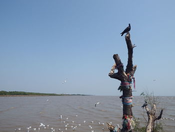 View of birds flying over sea against clear sky