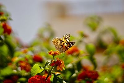 Close-up of butterfly pollinating on flower