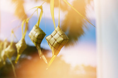 Close-up of yellow ketupat hanging on tree