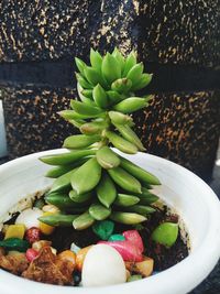 High angle view of succulent plant in bowl