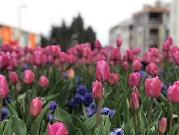 Close-up of pink tulips