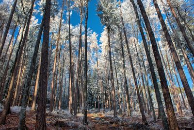 Low angle view of pine trees in forest