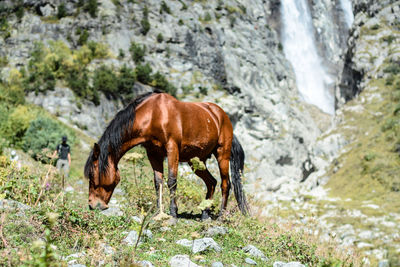 Horse behind ushba waterfall, svaneti