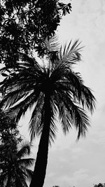 Low angle view of palm tree against sky