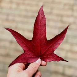 Close-up of hand holding maple leaf during autumn