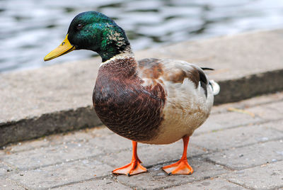 High angle view of male mallard duck on pier