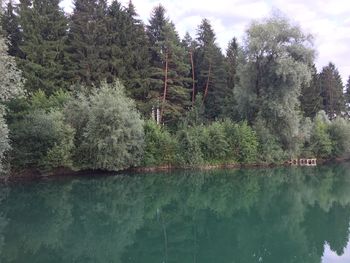 Scenic view of lake in forest