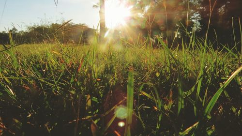 Close-up of fresh plants on field against sky during sunset
