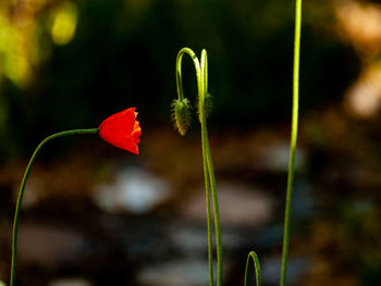 Close-up of red poppy flower