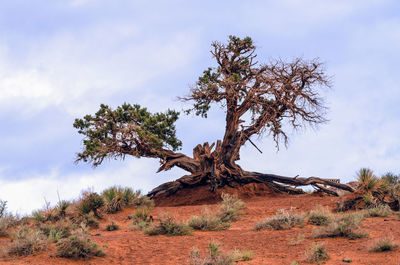 Low angle view of tree against sky