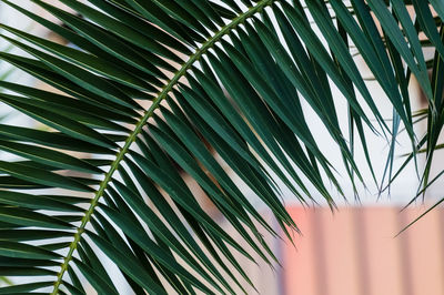 Low angle view of palm tree