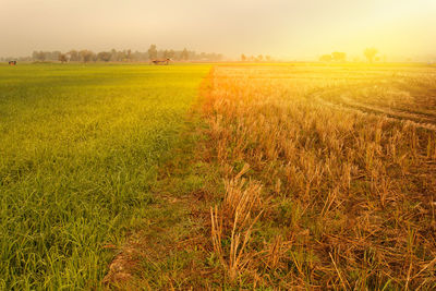 Scenic view of field against clear sky at sunset