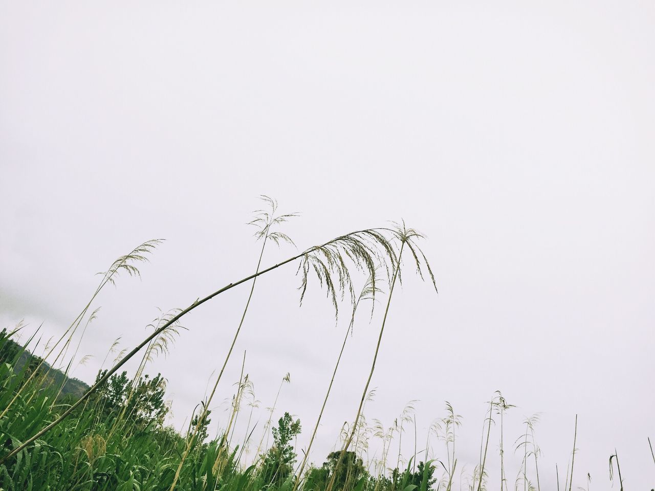 clear sky, low angle view, growth, nature, copy space, tranquility, plant, sky, tree, beauty in nature, field, tranquil scene, grass, day, outdoors, no people, animal themes, scenics, branch, bird