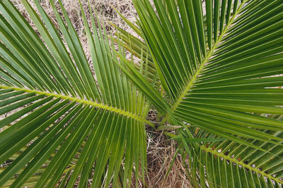 Close-up of palm tree leaves