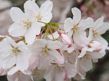 Close-up of cherry blossoms