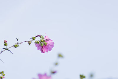 Close-up of pink cherry blossoms against clear sky