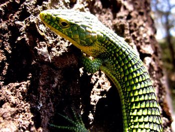 Close-up of lizard