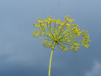 Low angle view of yellow flowering plant against clear sky