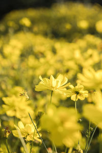 Close-up of yellow flowering plant on field