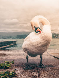 View of swan on beach