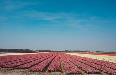 Scenic view of field against blue sky