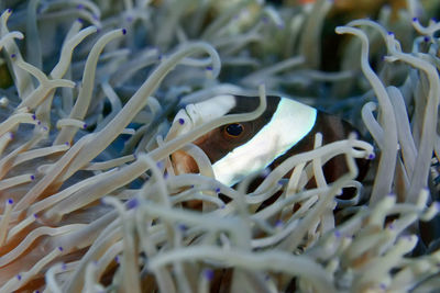 Close-up of fish in sea