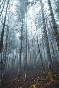 Trees in autumn forest with mystic fog