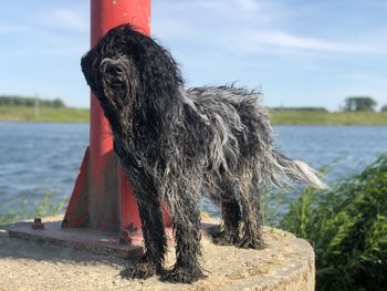 Dog looking at lake shore