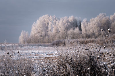 Scenic view of field with white trees in winter against sky