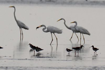 Great egrets and sandpipers at beach