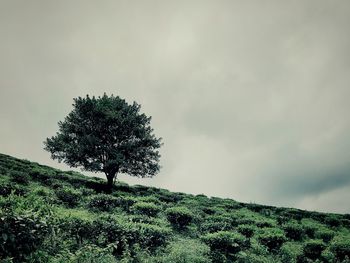 Tree on field against sky