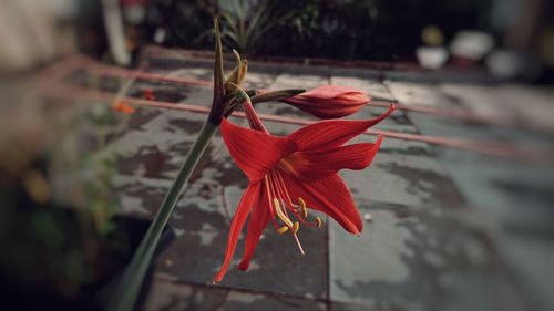 Close-up of red flower