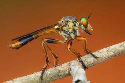 Close-up of dragonfly