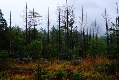 Scenic view of forest against sky